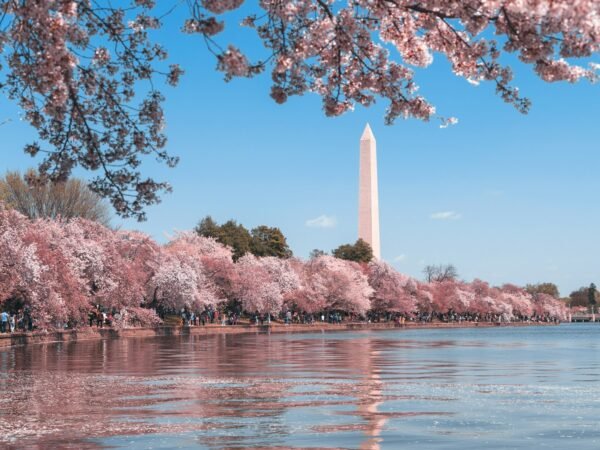 Le Washington Monument et les cerisiers en fleurs, Washington, D.C.